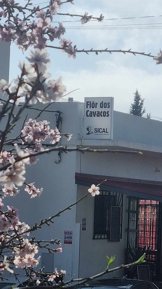 Flor dos Cavacos